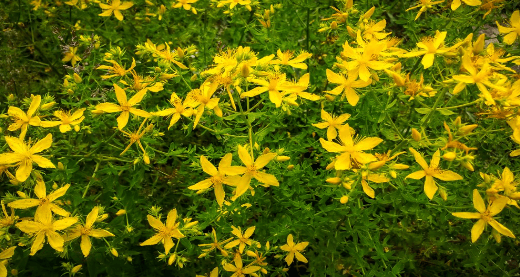 bhypericum