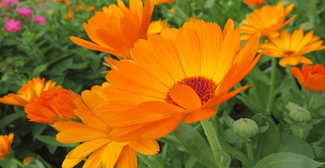 calendula